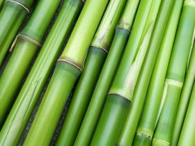 为什么甘蔗、竹子、部分植物茎蔓是一节一节的？